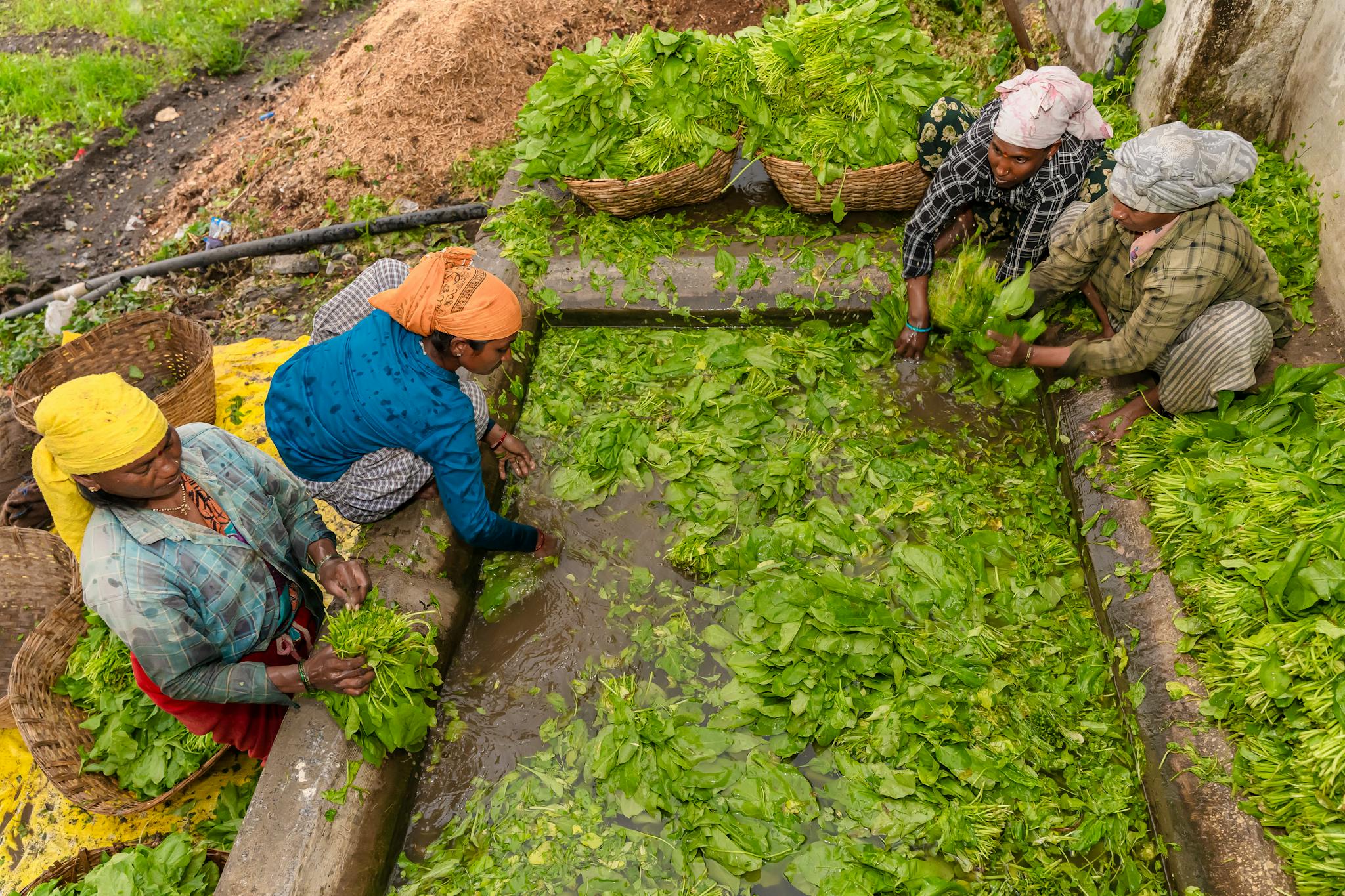 Indian farmers sorting freshly harvested spinach leaves outdoors in Nagpur, India.