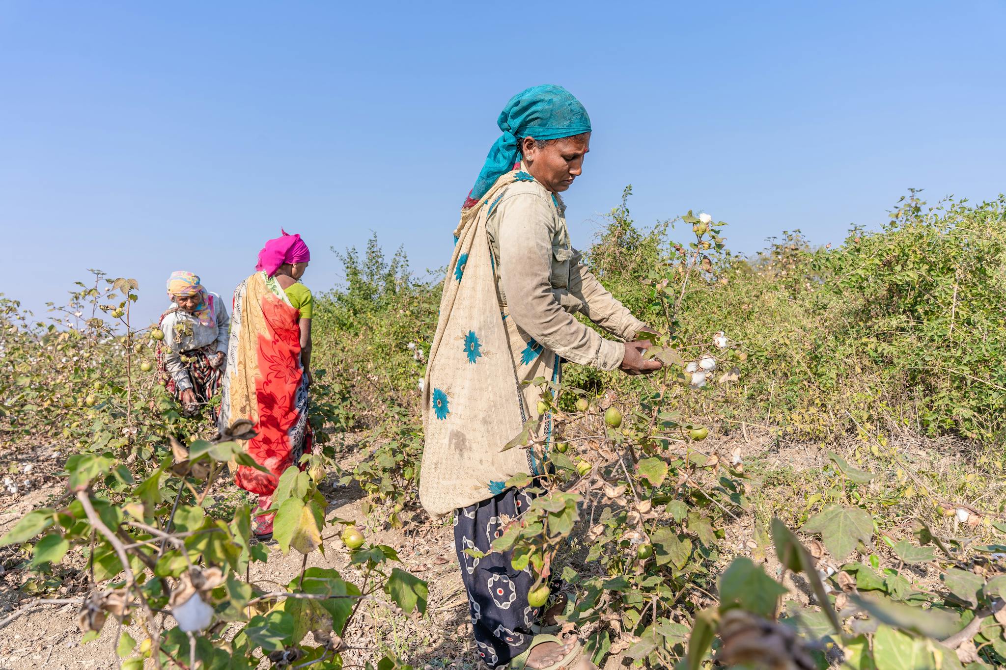 Three women picking cotton on a rural farm under clear blue skies.
