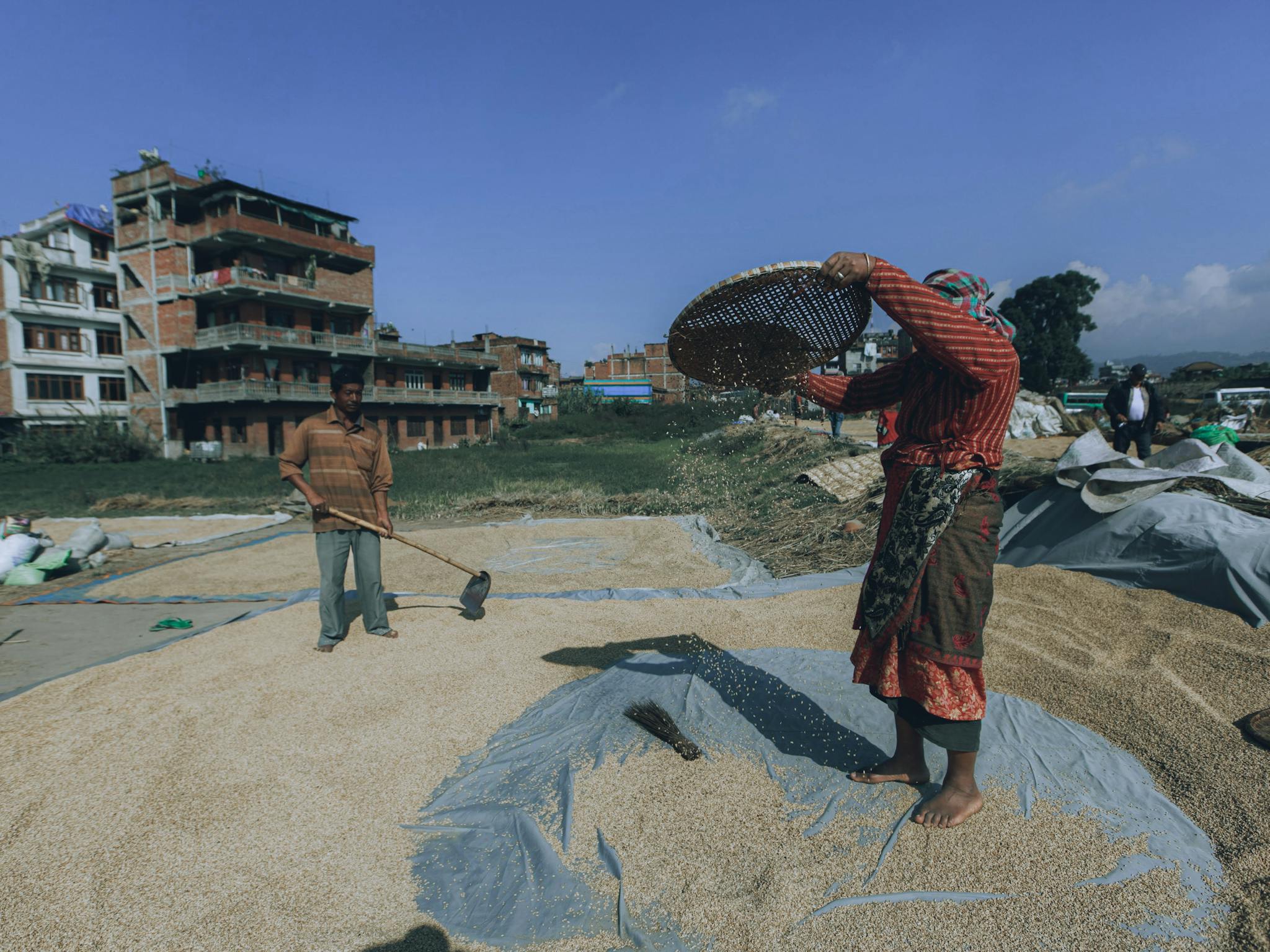 Two rural farmers threshing grains in an outdoor setting with buildings in the background.