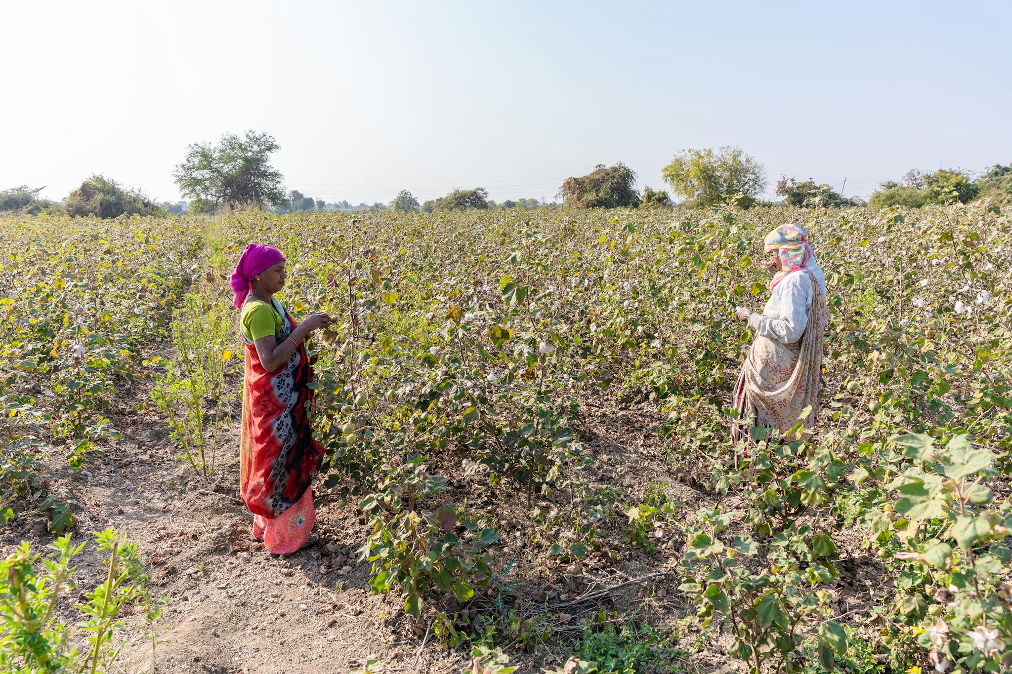 Two women working in a cotton field in rural India, showcasing traditional farming methods.
