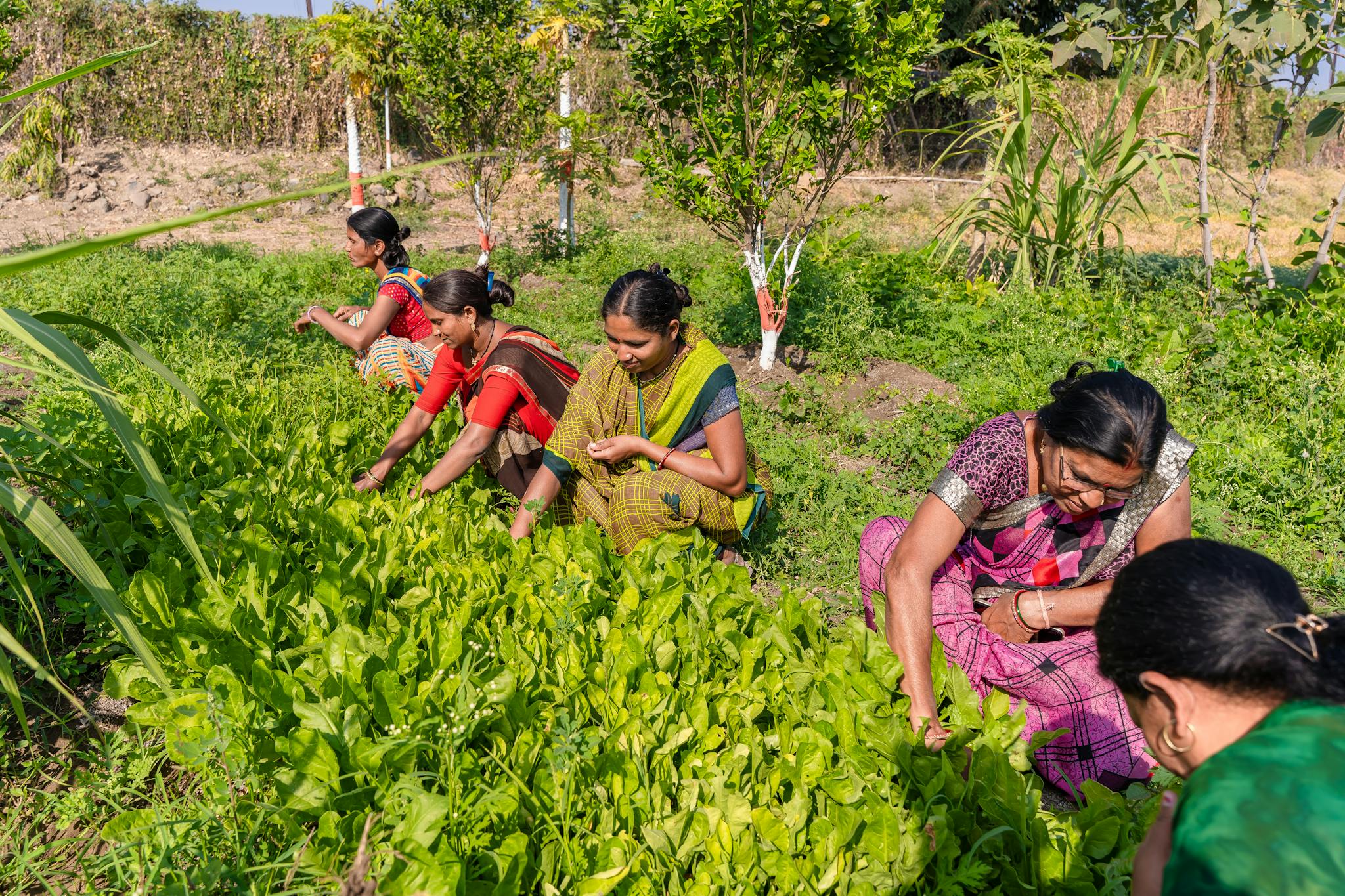 Women harvesting greens in a sunny rural field in Nagpur, Maharashtra, India depicting traditional farming methods.